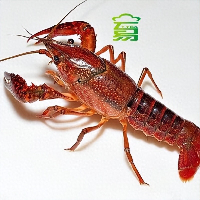 电子游戏app官网下载